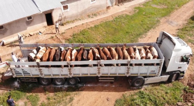 Doğu’dan kurbanlık sevkiyatı devam ediyor