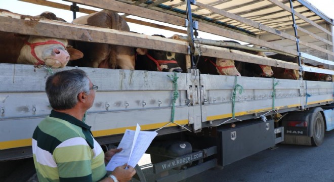 Doğu’dan kurbanlık sevkiyatına sıkı denetim