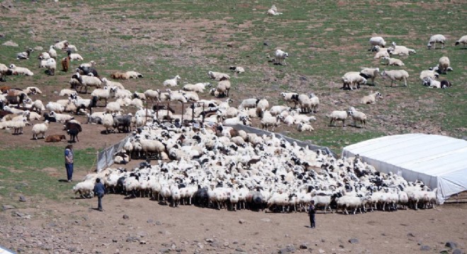 Erzurum'da 3 bin rakımda 3 yüz çadır