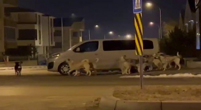 Erzurum'da başıboş köpekler korku saçıyor