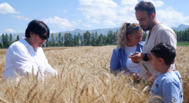 ‘Parla’ tohumu Pasin Ovası'nda başak verdi