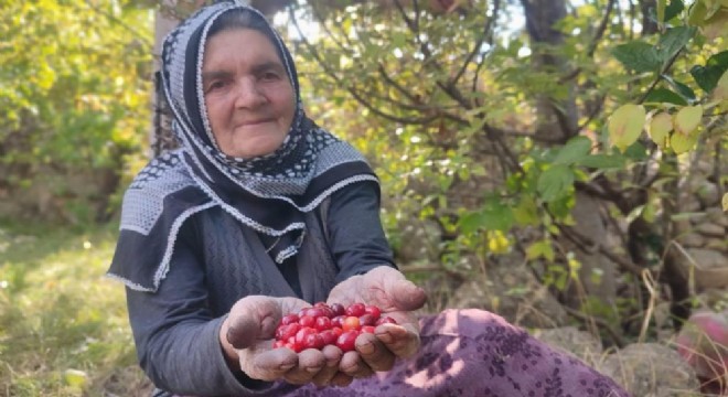 Uzundere'de kızılcık hasat vakti