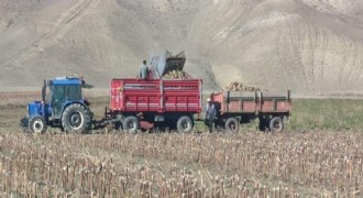 Aşkale’de şeker pancarı hasadı