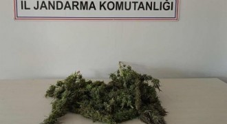 Jandarmadan uyuşturucu operasyonu